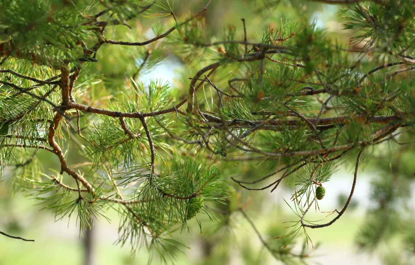 Photo wallpaper forest, needles, bumps, pine, twigs
