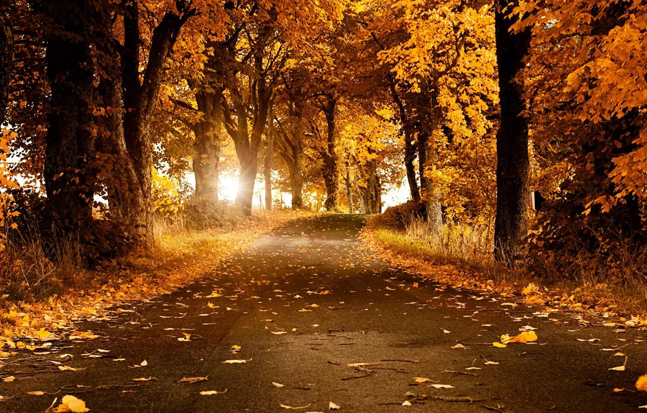 Photo wallpaper falling leaves, autumn Park, the bend in the road