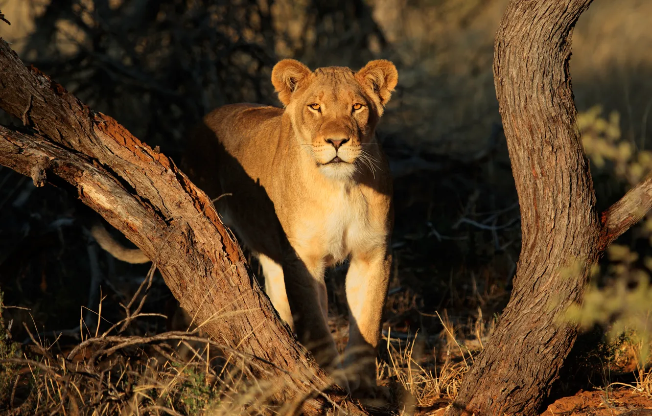 Photo wallpaper cat, the sun, trees, lioness