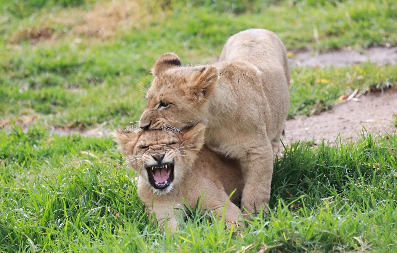 Photo wallpaper the game, fight, mouth, pair, kittens, kids, the cubs, cubs