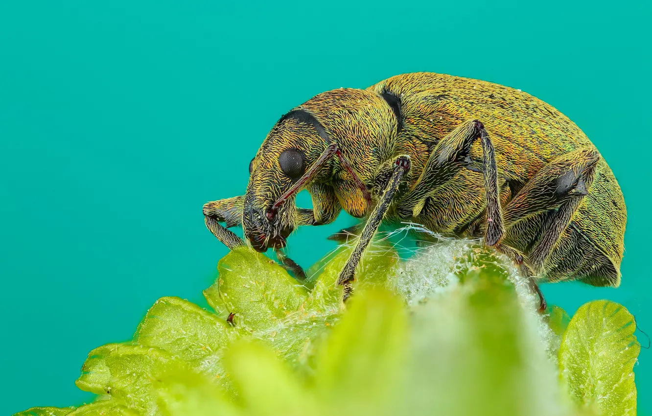 Photo wallpaper macro, green, background, leaf, beetle, hairy, insect, bug