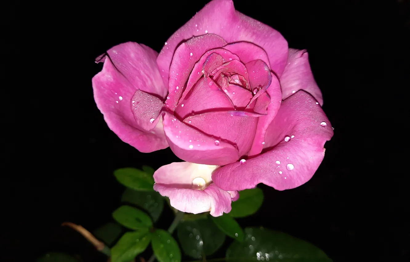 Photo wallpaper night, Rosa, roses