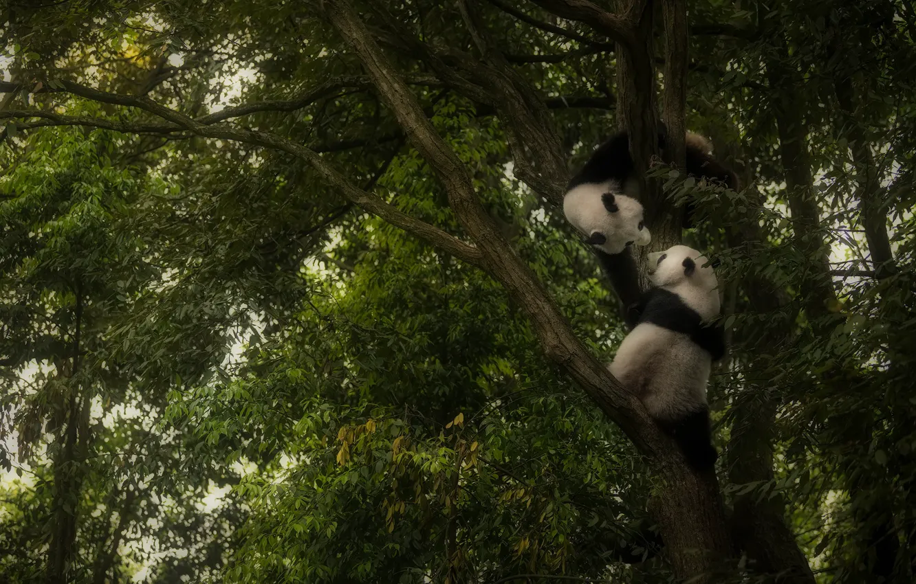 Photo wallpaper tree, the game, Panda, play, Panda