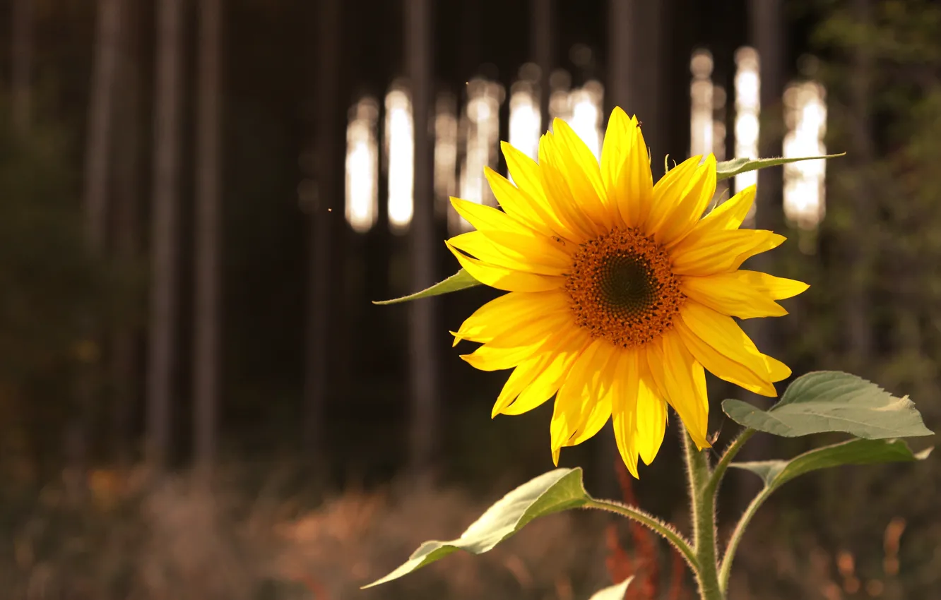 Photo wallpaper flower, light, yellow, nature, the dark background, sunflower, sunflower, bokeh