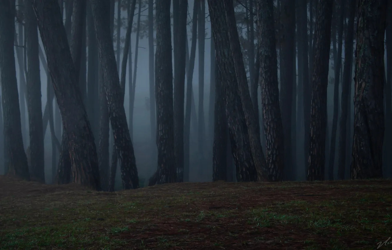 Photo wallpaper forest, trees, night, nature, fog, India, Almora, India