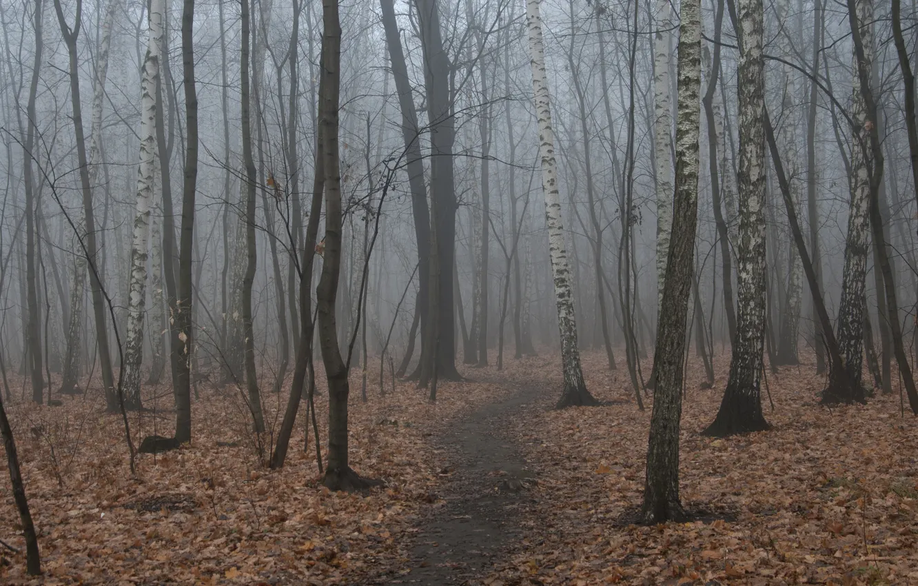 Photo wallpaper path, nature, fog, trees, autumn, forest