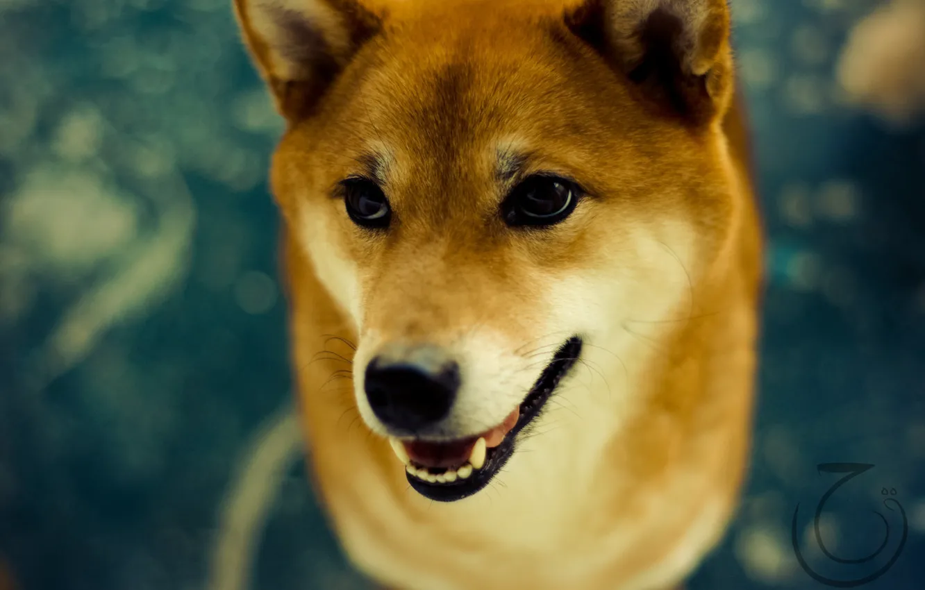 Photo wallpaper eyes, dog, Shiba inu