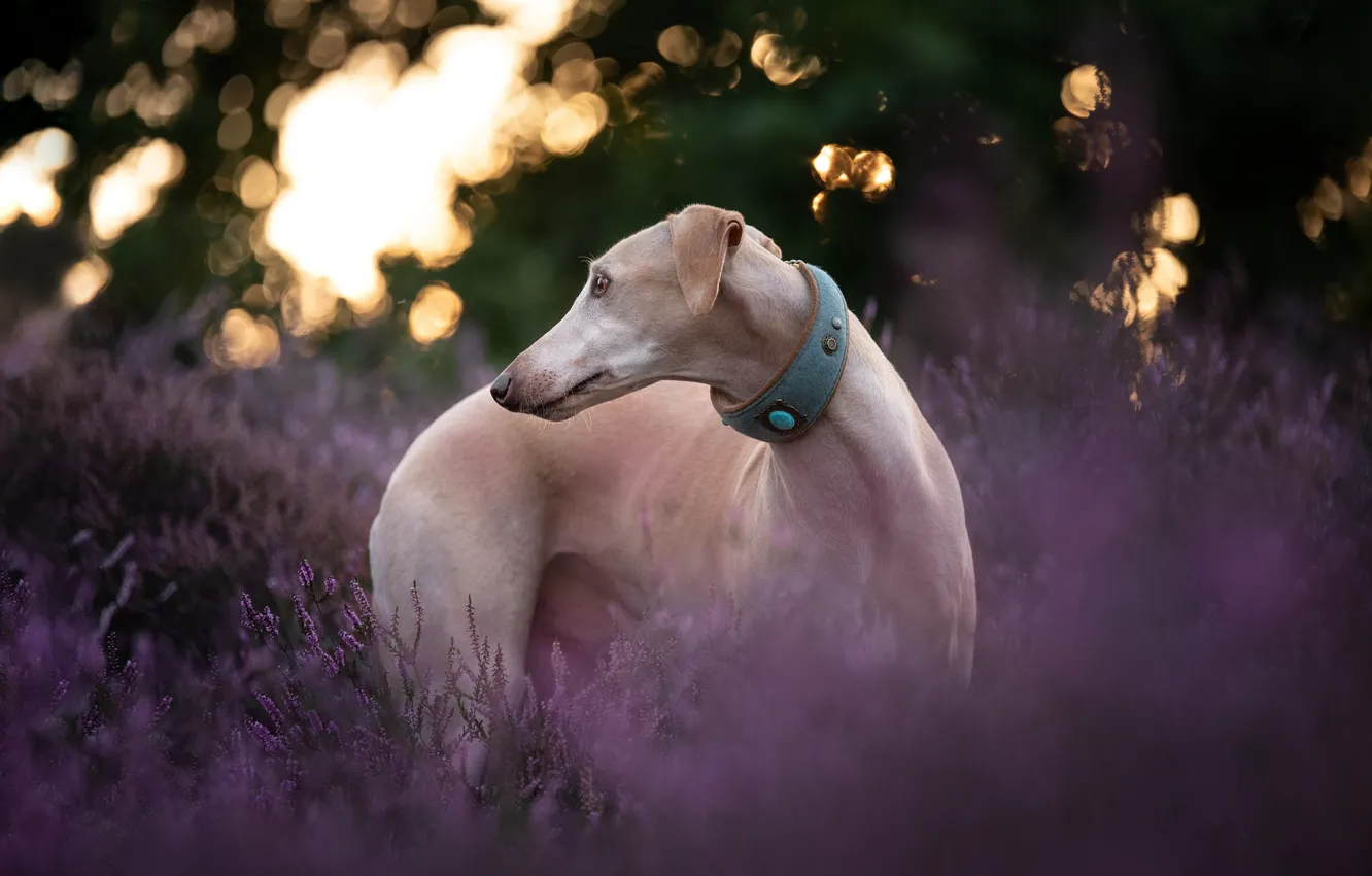 Photo wallpaper flowers, nature, thickets, glade, foliage, dog, collar, pink