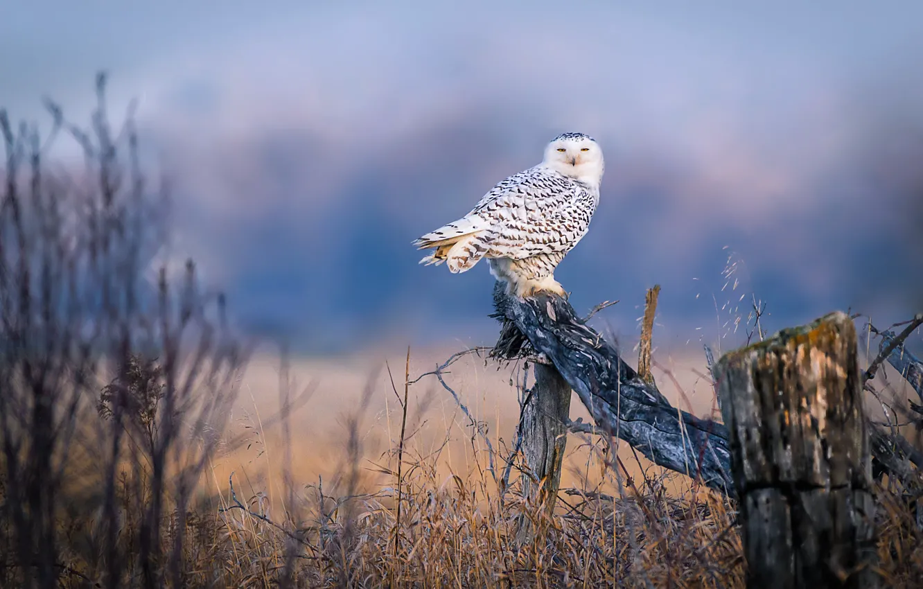 Photo wallpaper trees, white, log, nature, owl, the bushes, field, bird