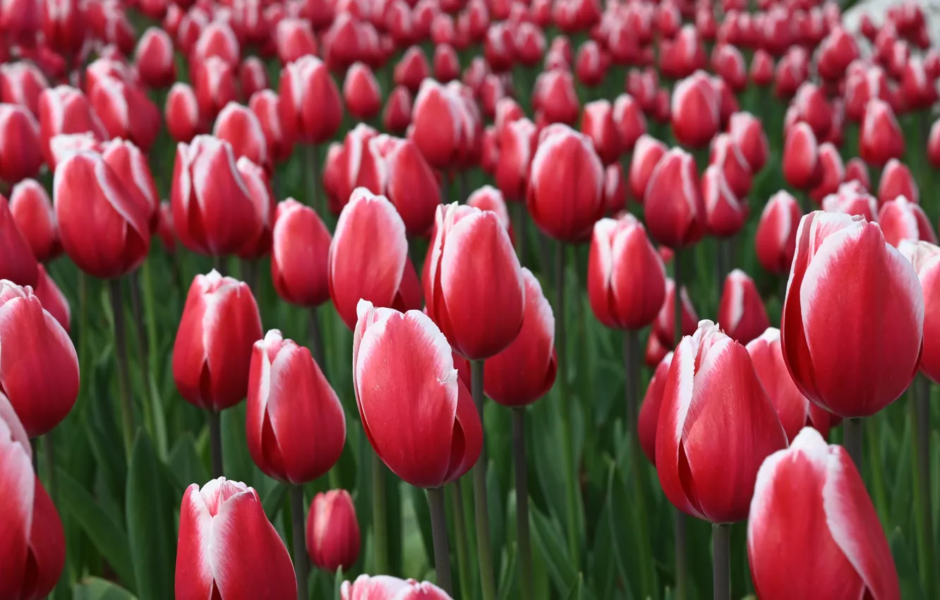 Photo wallpaper flowers, red, spring, tulips, flowerbed, two-tone