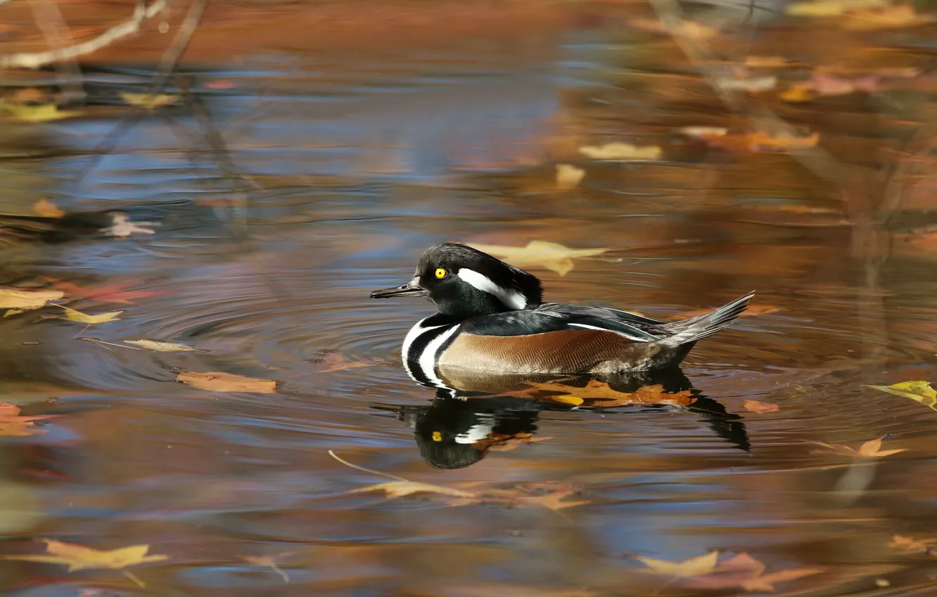 Photo wallpaper autumn, leaves, pond, reflection, bird, duck, pond, swimming