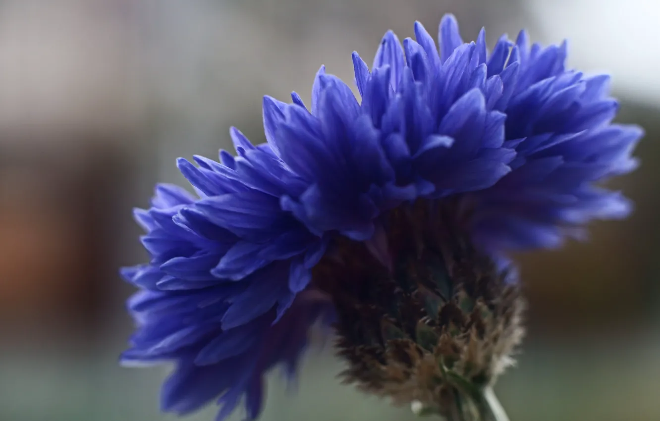 Photo wallpaper flower, macro, blue, focus, Cornflower