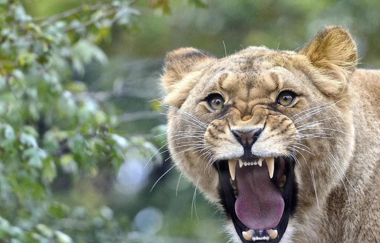 Photo wallpaper lion, face, anger, teeth, Aggression, wildlif, adult brown cougar