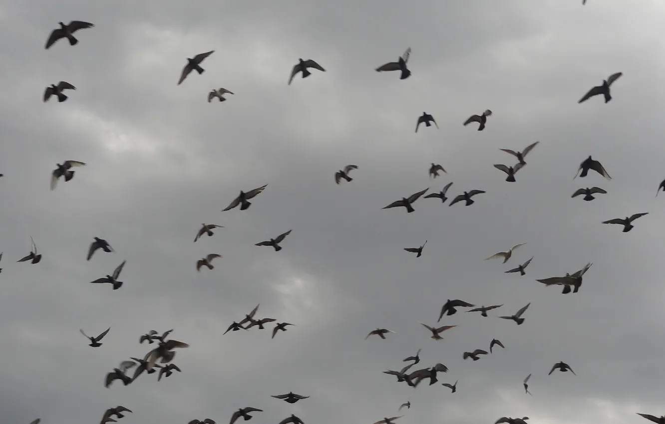 Photo wallpaper clouds, birds, Athens
