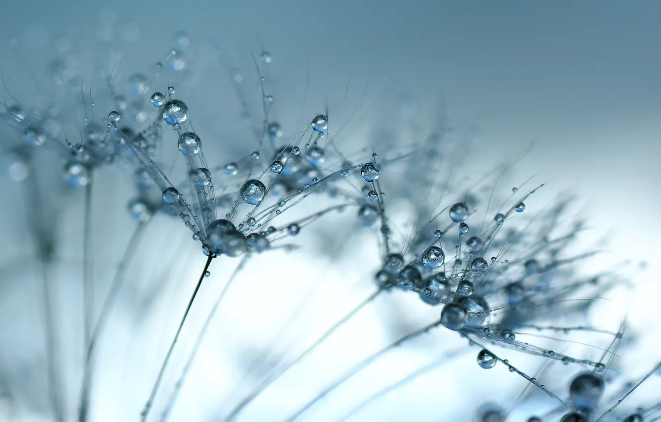Photo wallpaper water, drops, flowers, Rosa, dandelion, seeds, fluff, fuzzes