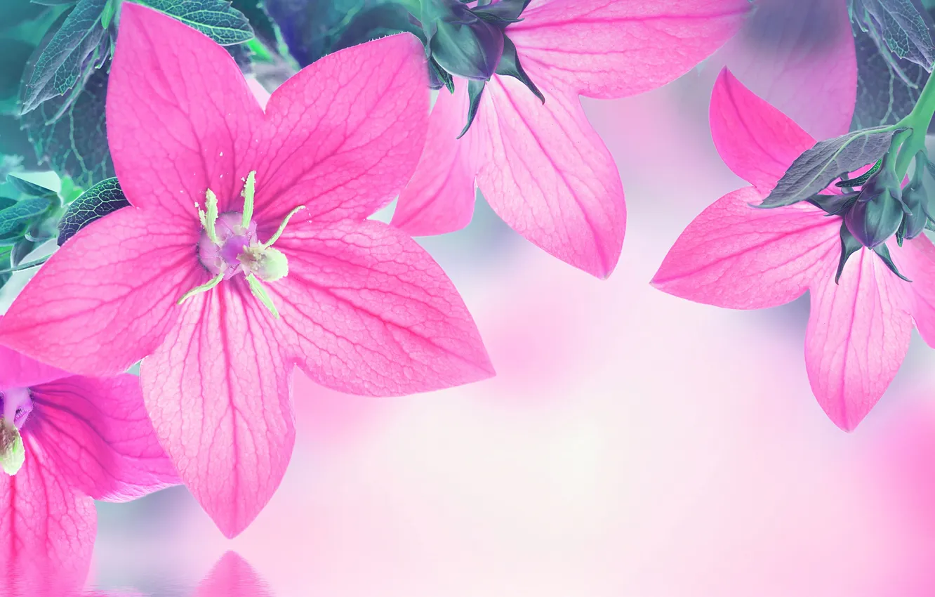 Photo wallpaper leaves, water, reflection, petals, bells, flowering