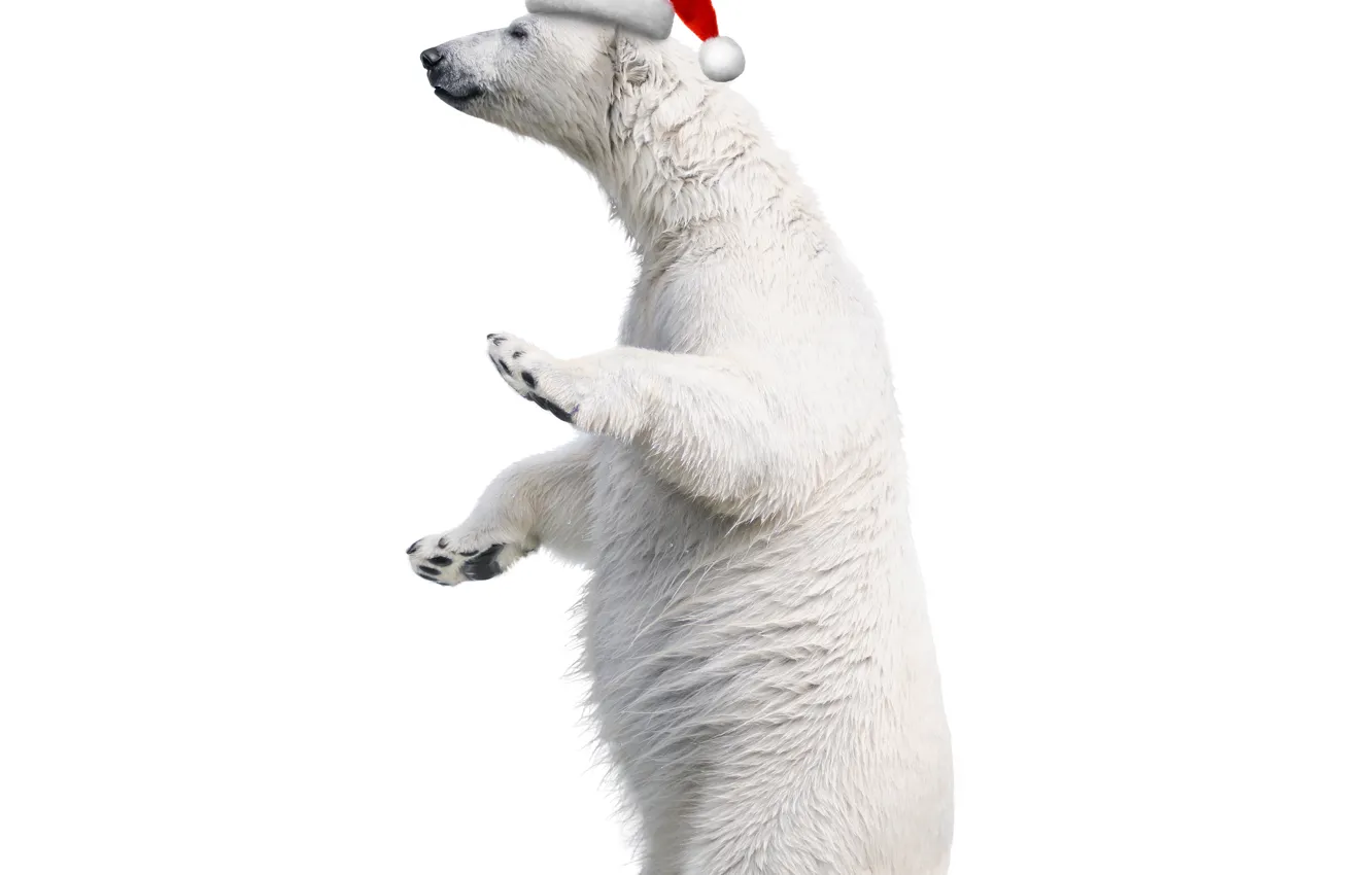 Photo wallpaper white, hat, bear, Christmas, Christmas, bear