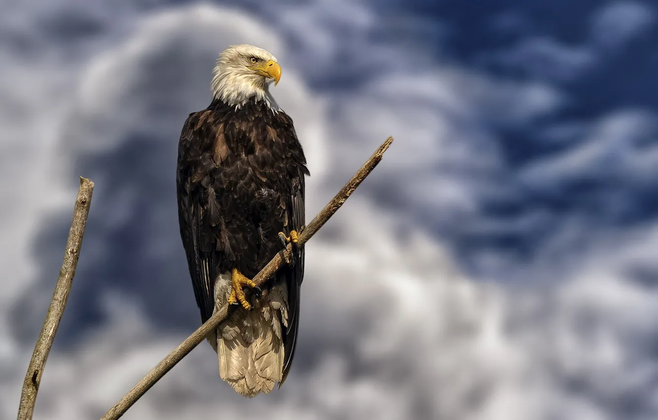 Photo wallpaper the sky, sitting, on the branch, bald eagle, bird of prey