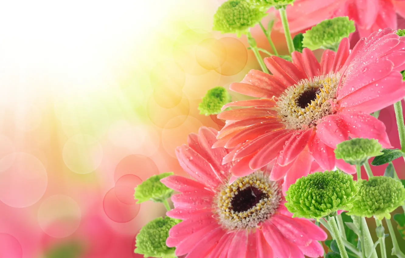 Photo wallpaper drops, bouquet, gerbera, drops, bouquet, gerbera