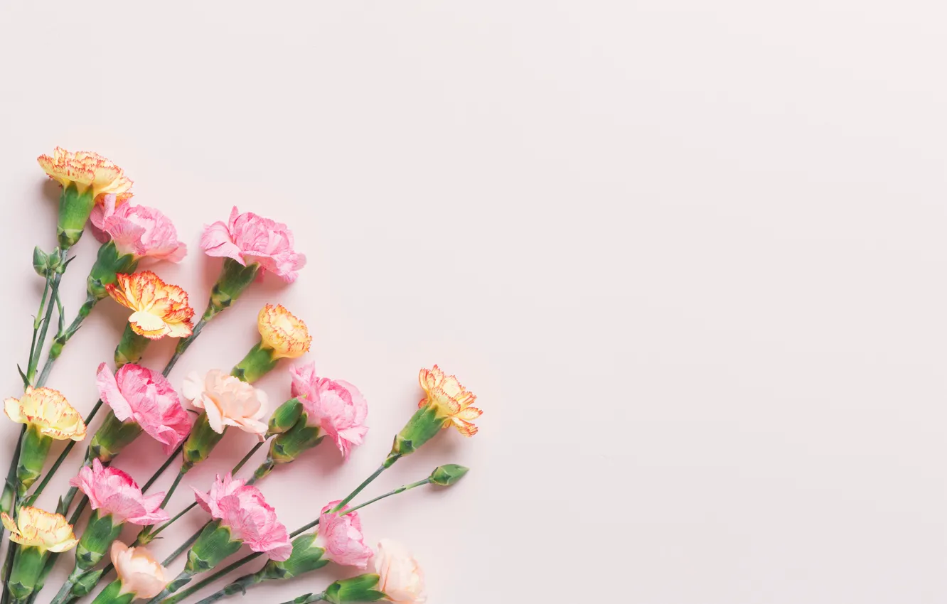 Photo wallpaper pink, buds, pink, carnation, flowers, cute, tender