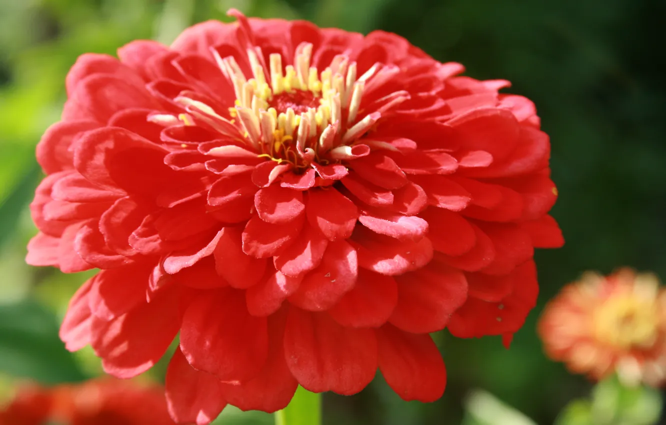 Photo wallpaper flower, flowers, red, nature, plant, petals, garden, petal