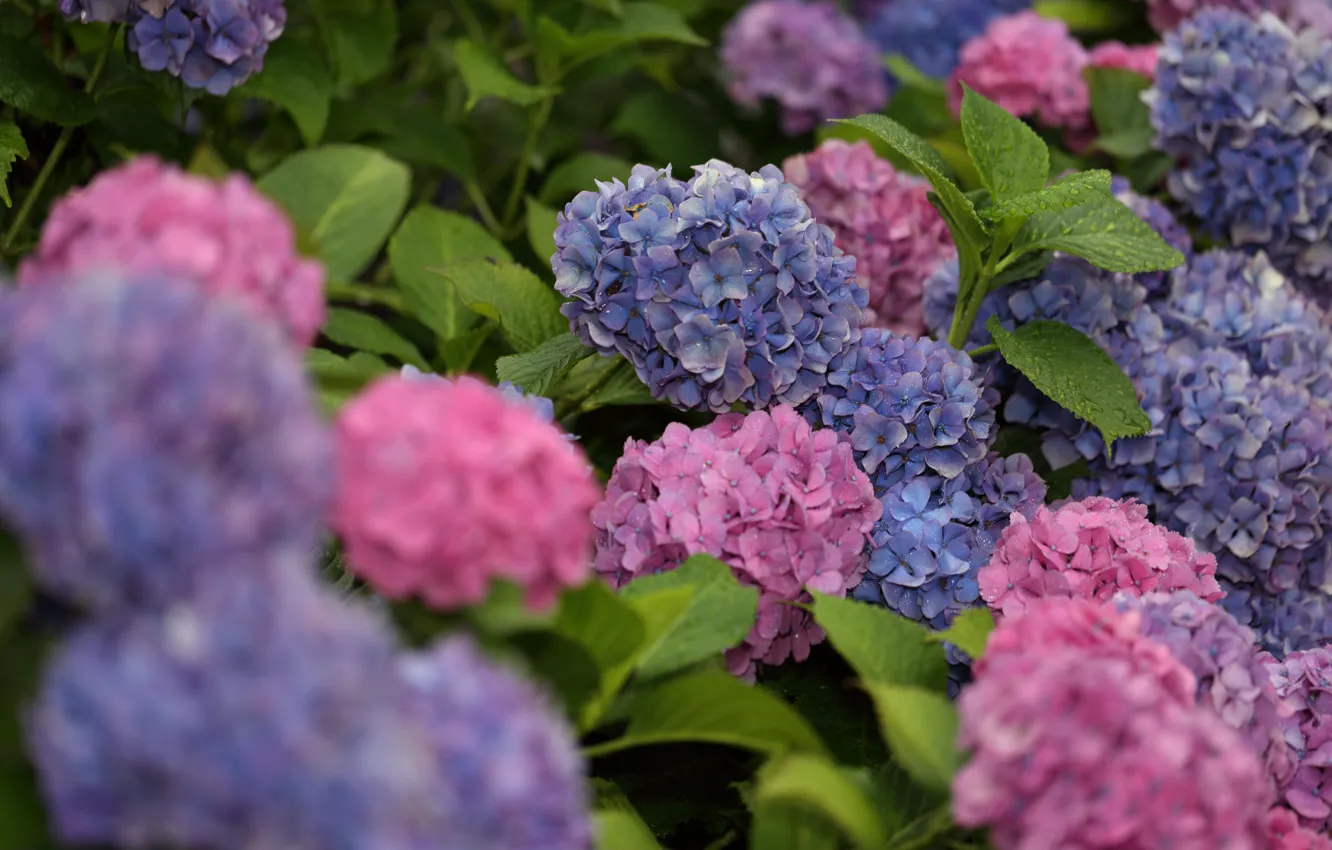 Photo wallpaper flowers, blue, pink, the bushes, hydrangea
