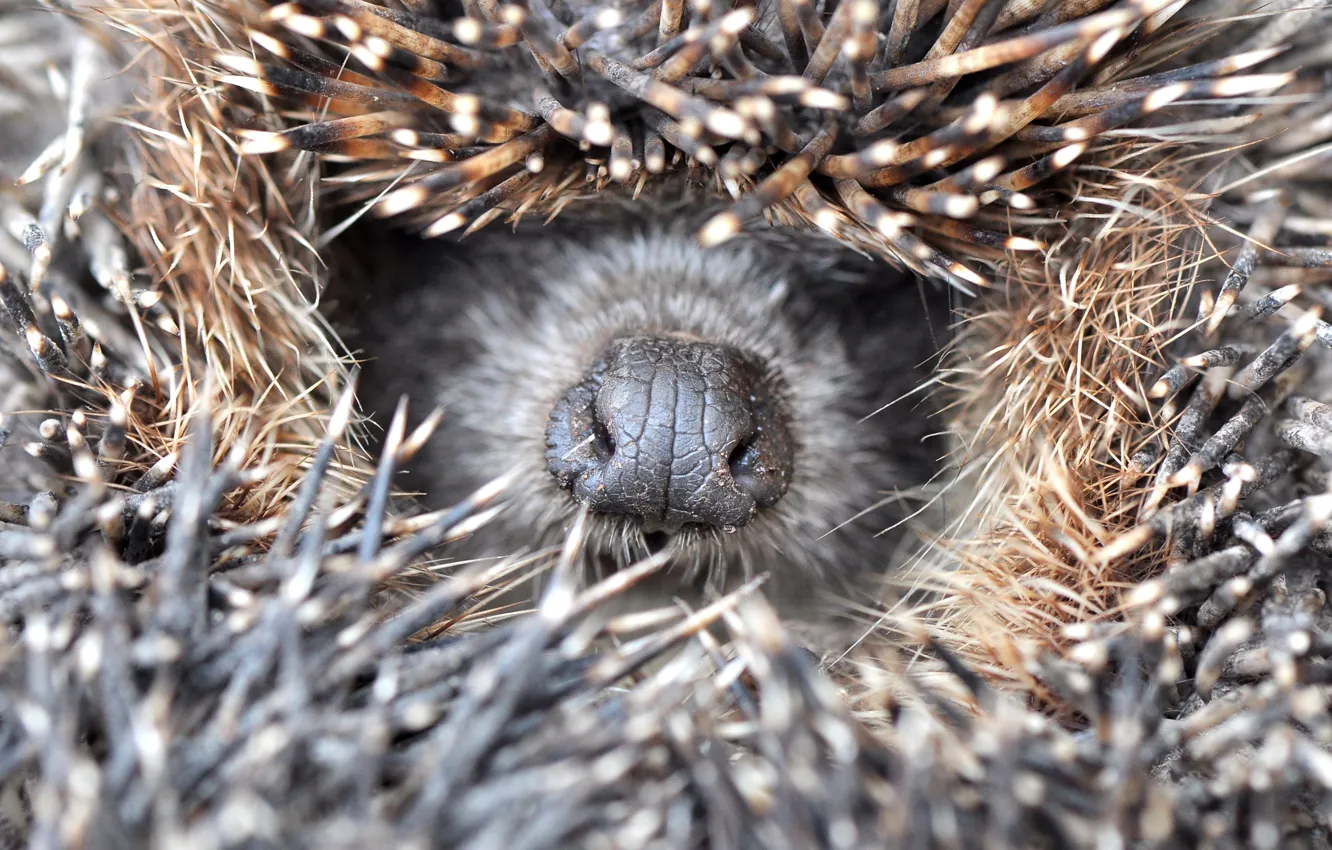Photo wallpaper face, macro, needles, nose, hedgehog