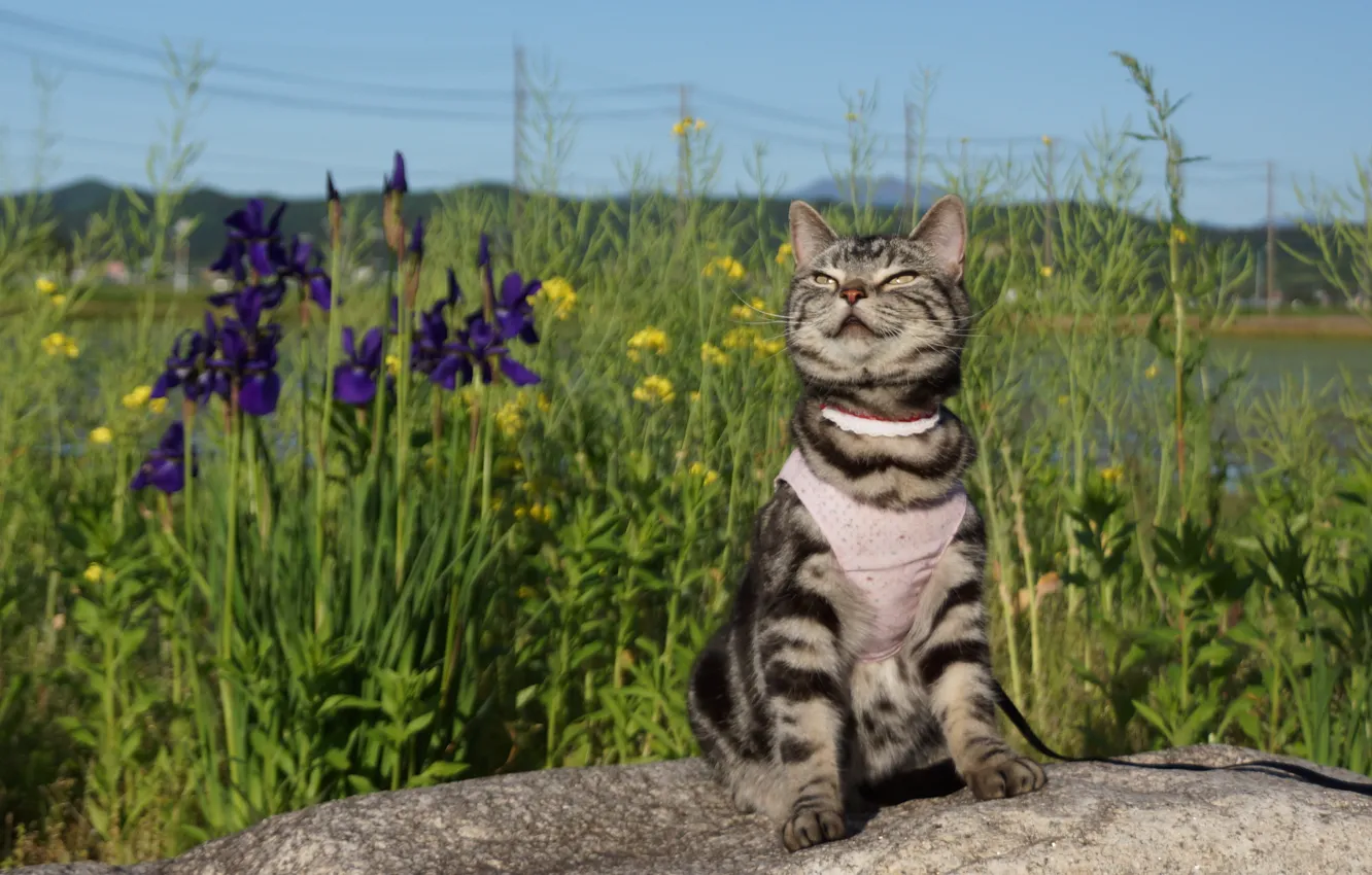 Photo wallpaper cat, summer, muzzle