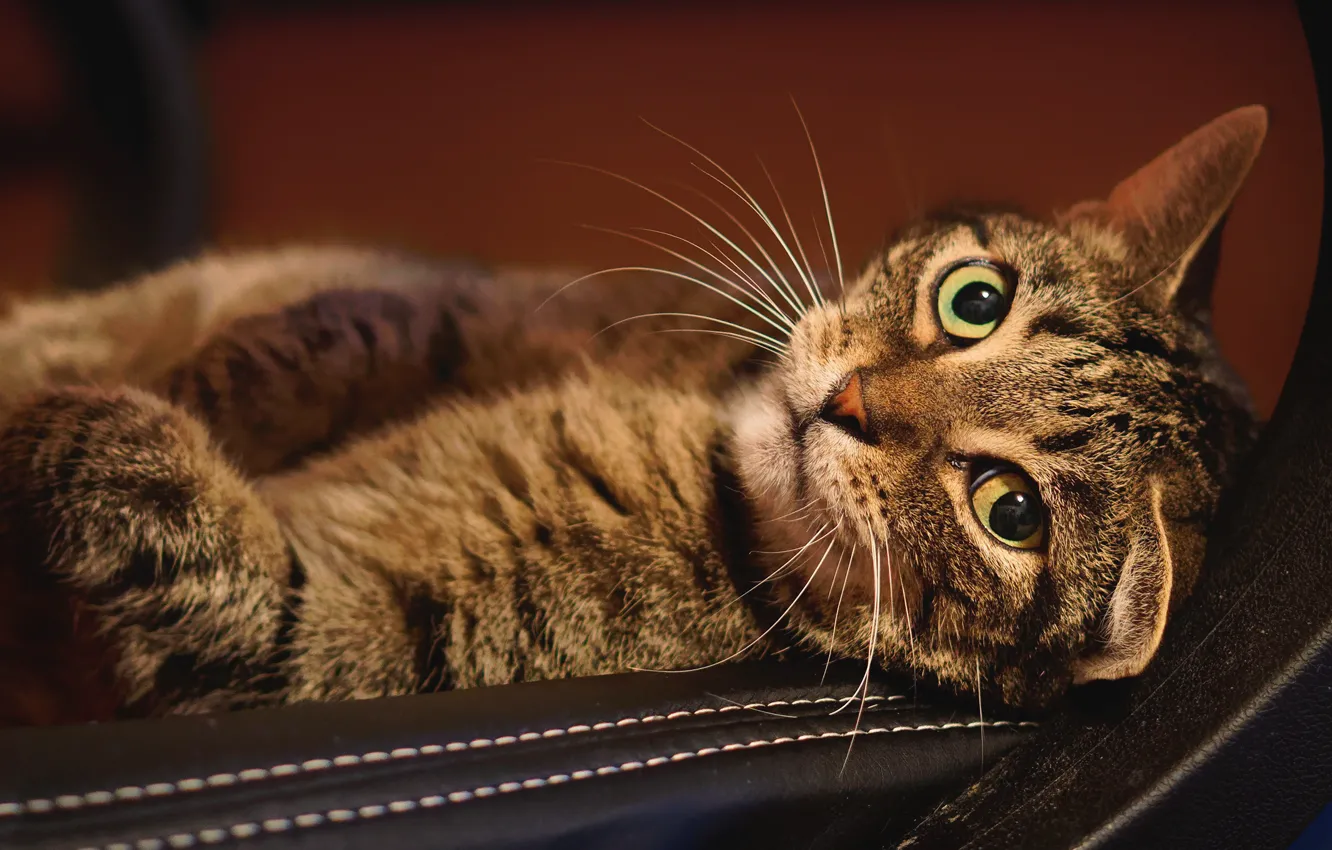 Photo wallpaper cat, cat, look, face, background, furniture, lies, striped