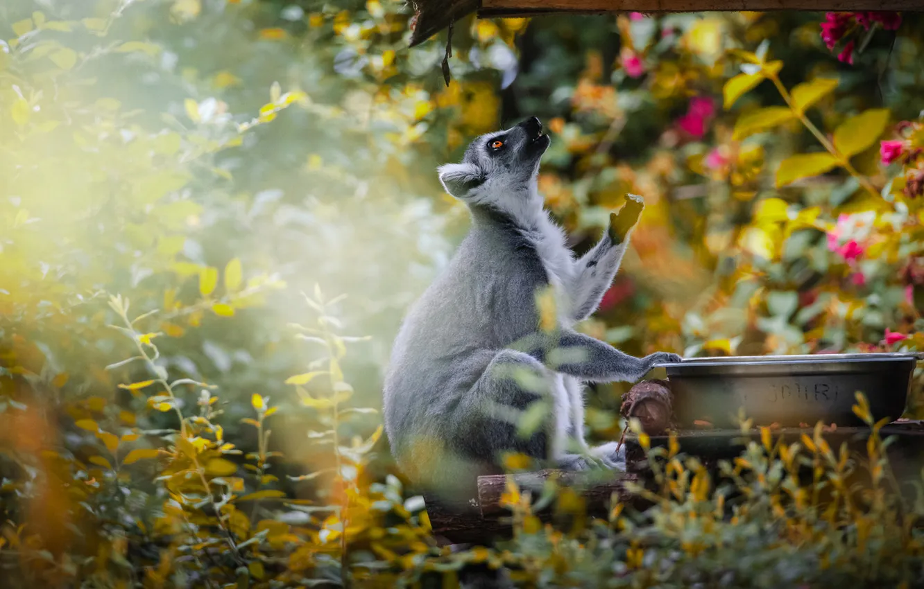 Photo wallpaper look, flowers, branches, foliage, legs, garden, profile, lemur