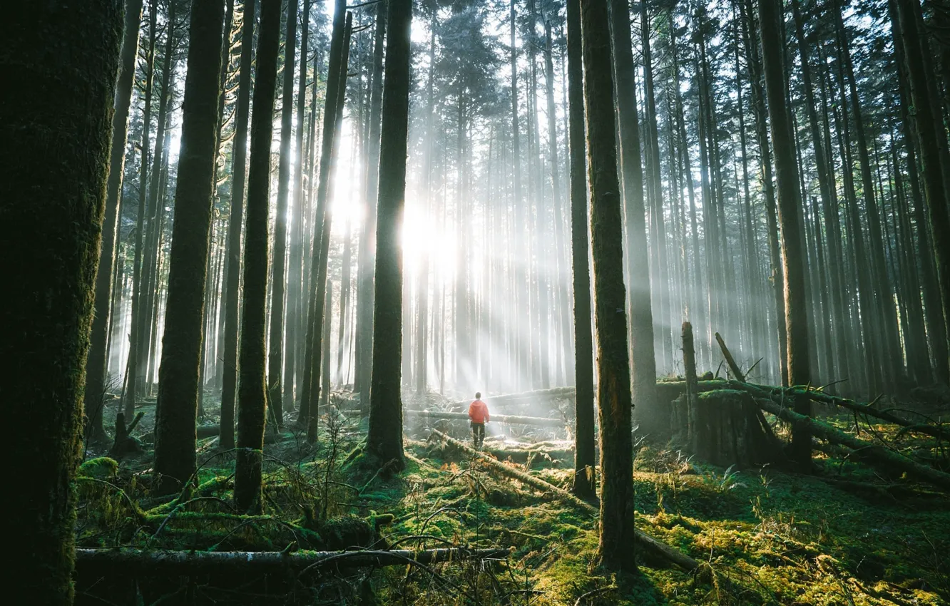 Photo wallpaper forest, the sun, people, moss, thicket, pine, driftwood