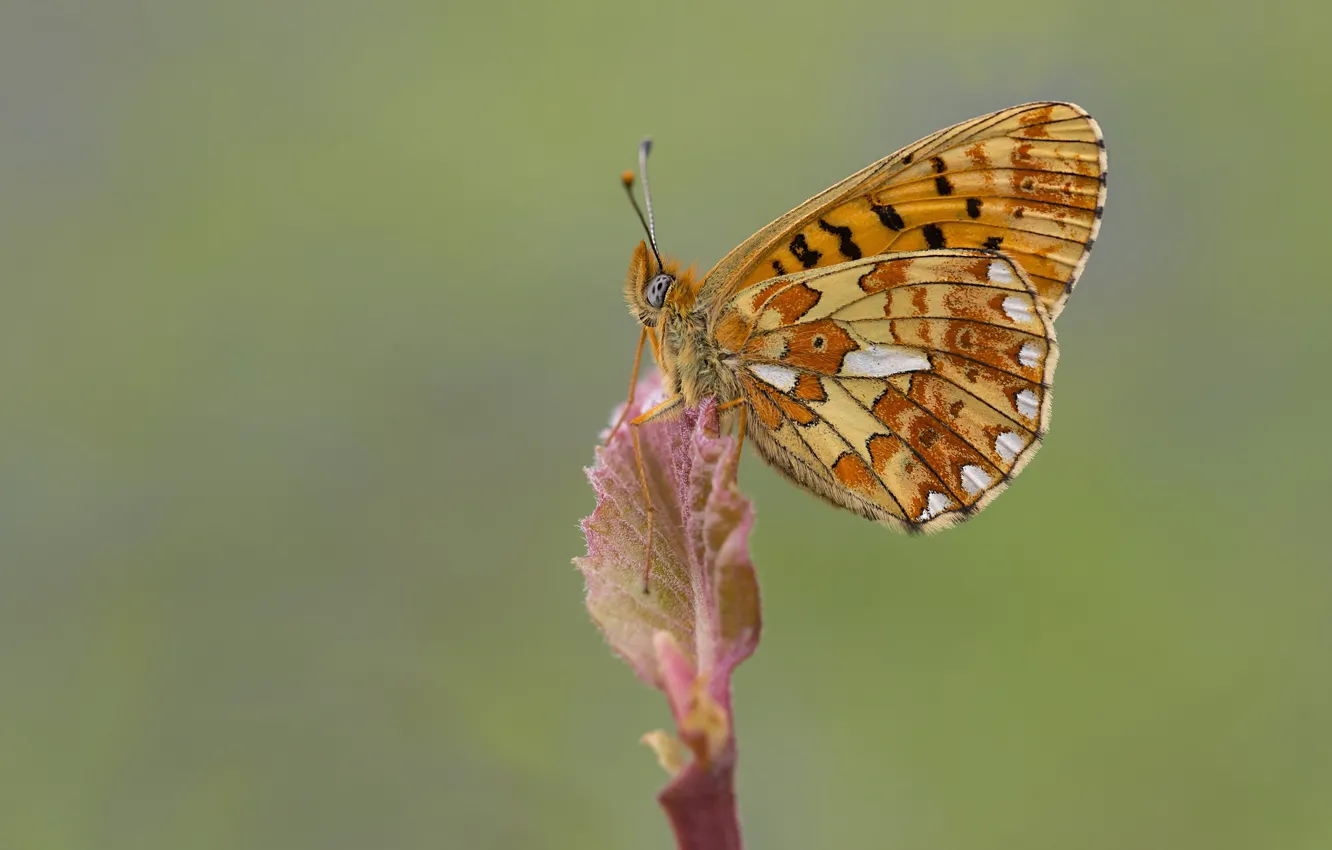 Photo wallpaper macro, butterfly, green background