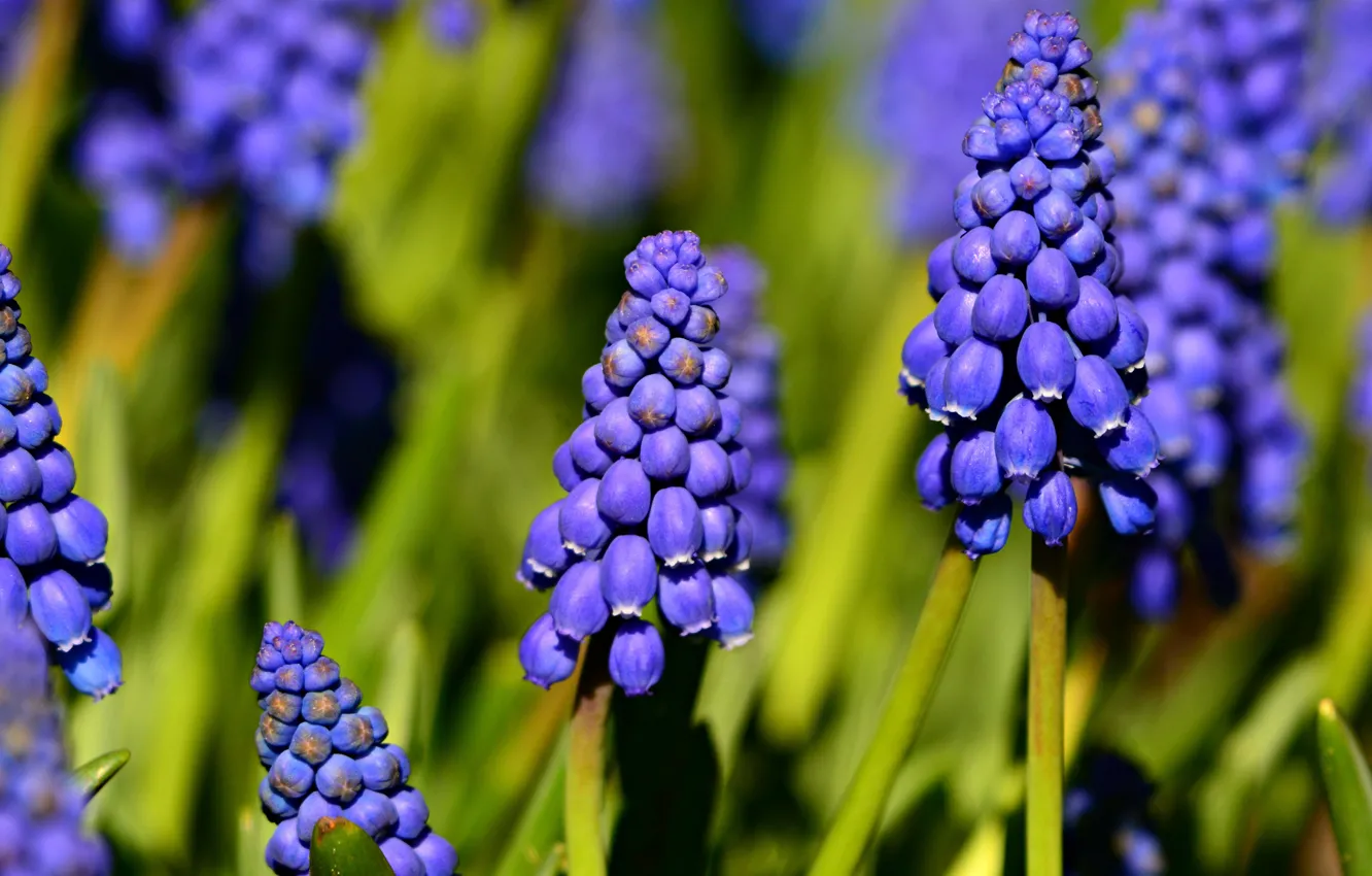 Photo wallpaper macro, flowers, spring, blue, Muscari, hyacinth mouse