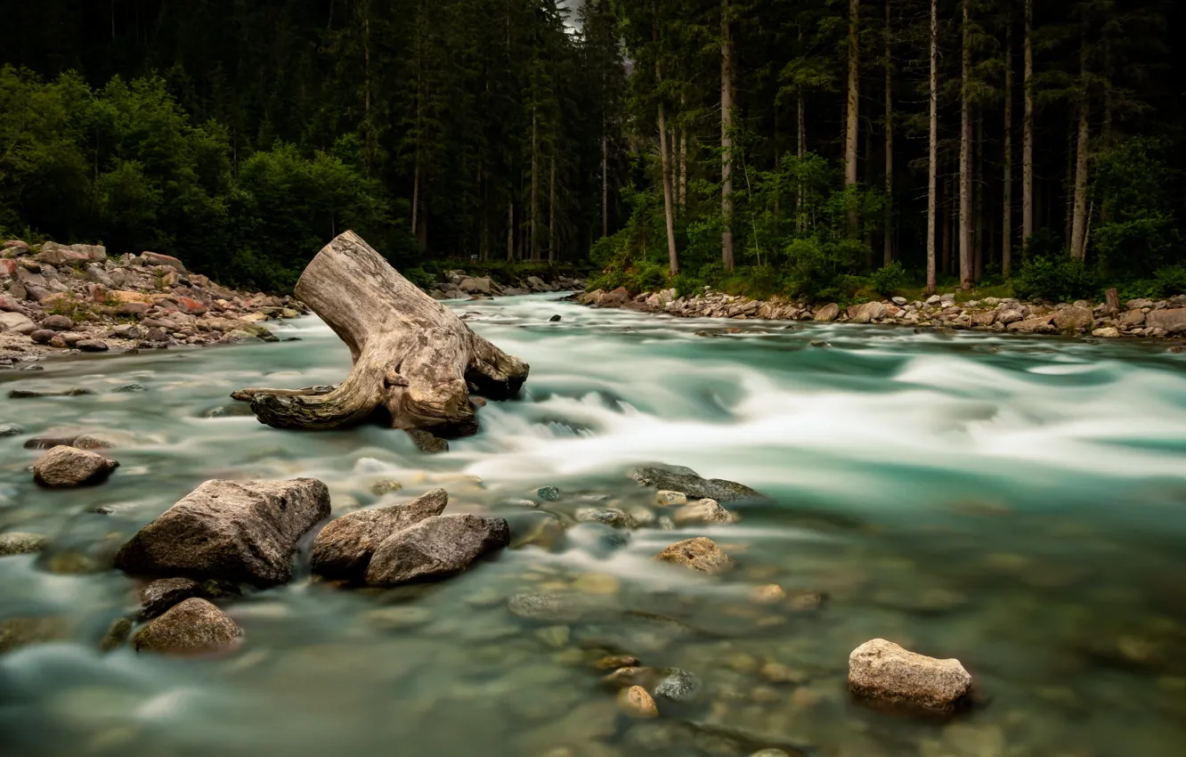 Photo wallpaper forest, river, stones, shore, for, stump, the bottom, pond