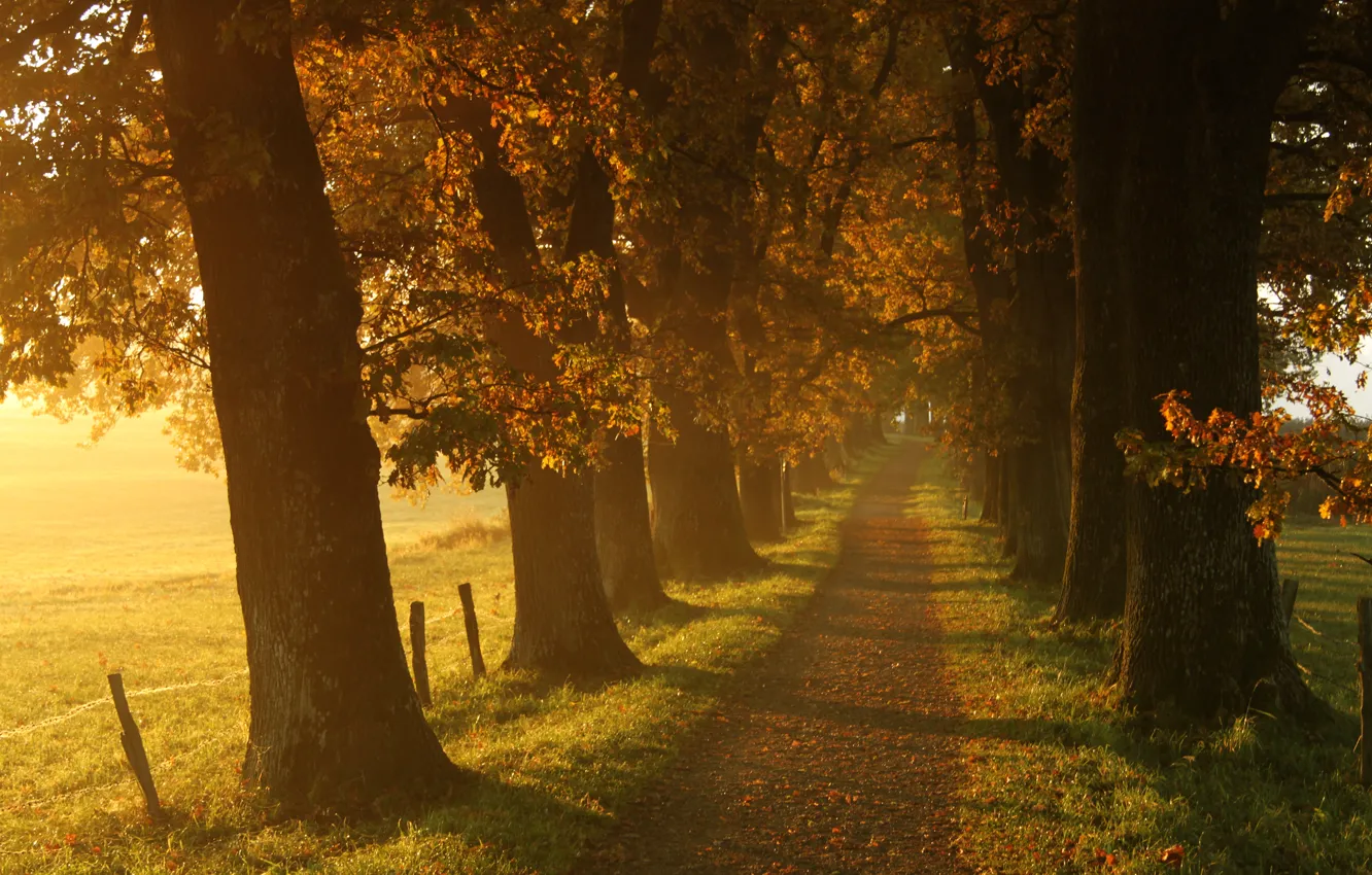 Photo wallpaper autumn, grass, leaves, the sun, light, trees, landscape, nature