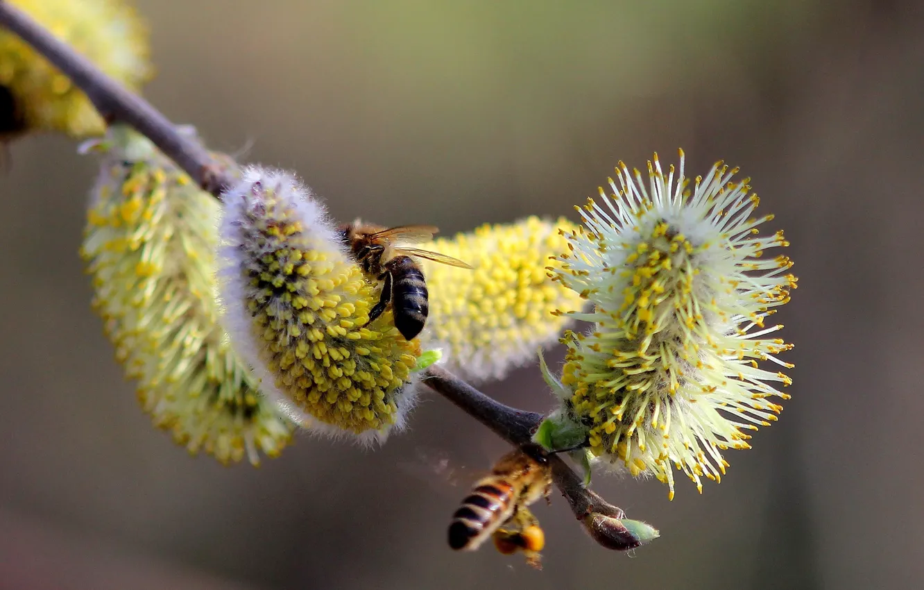 Photo wallpaper branches, nature, bee, pollen, spring, kidney, Verba