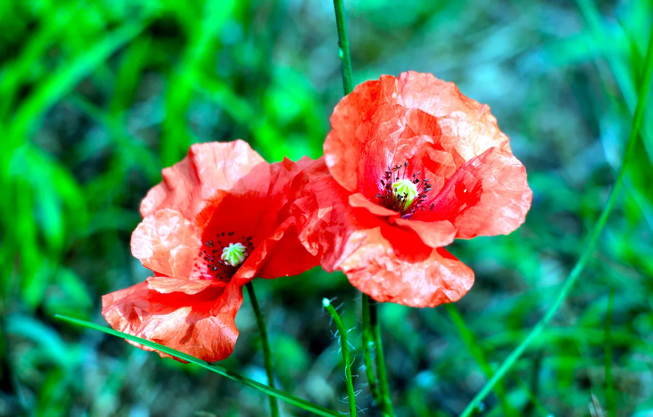 Photo wallpaper red, flower, poppy
