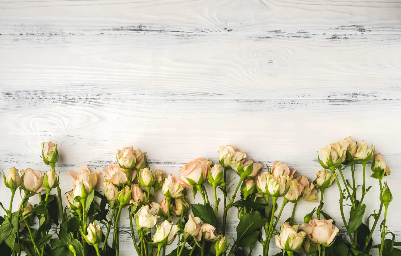 Photo wallpaper background, roses, bouquet, wood, Julia Thaler