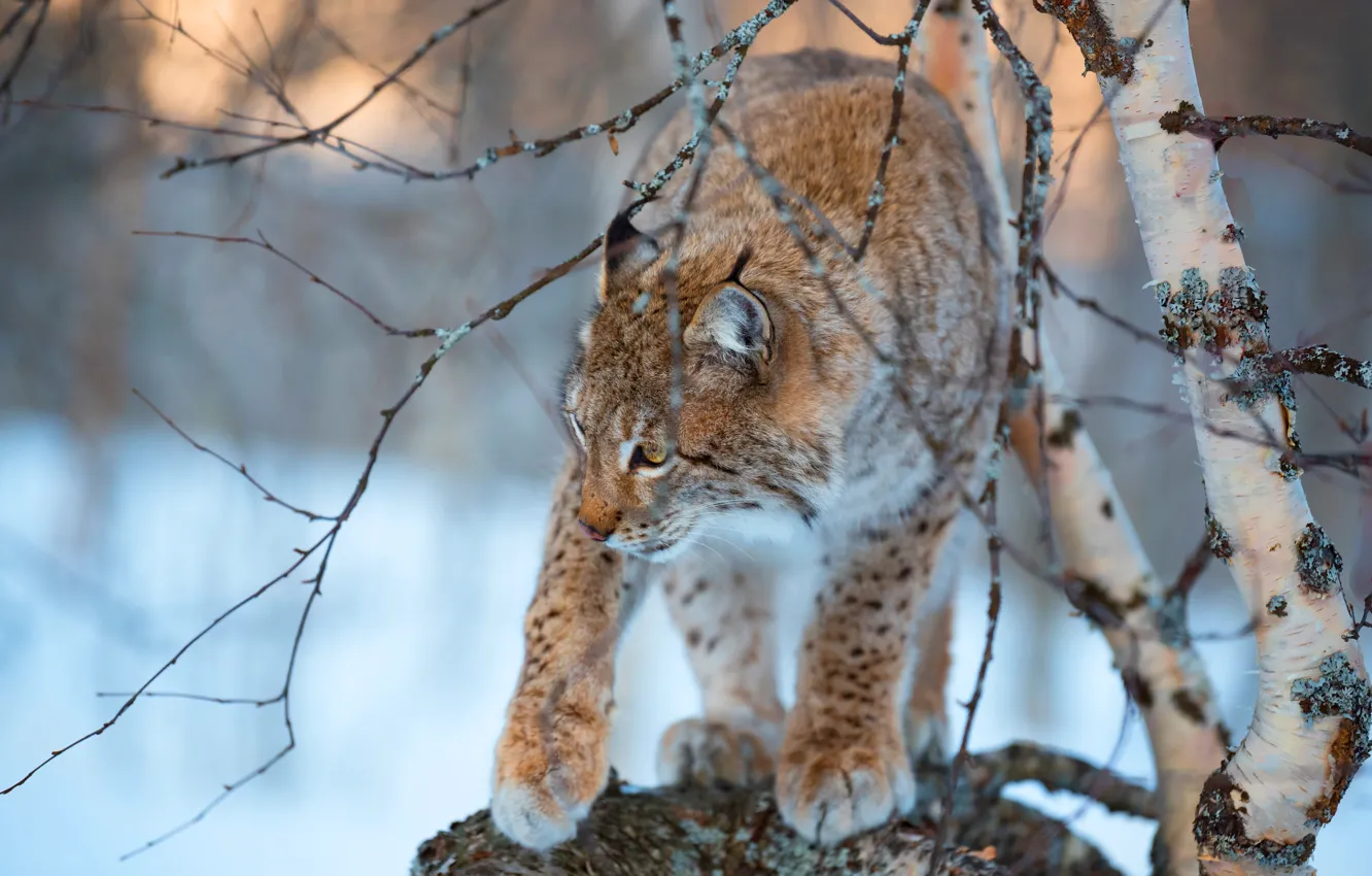 Photo wallpaper winter, snow, trees, branches, nature, pose, lynx, birch
