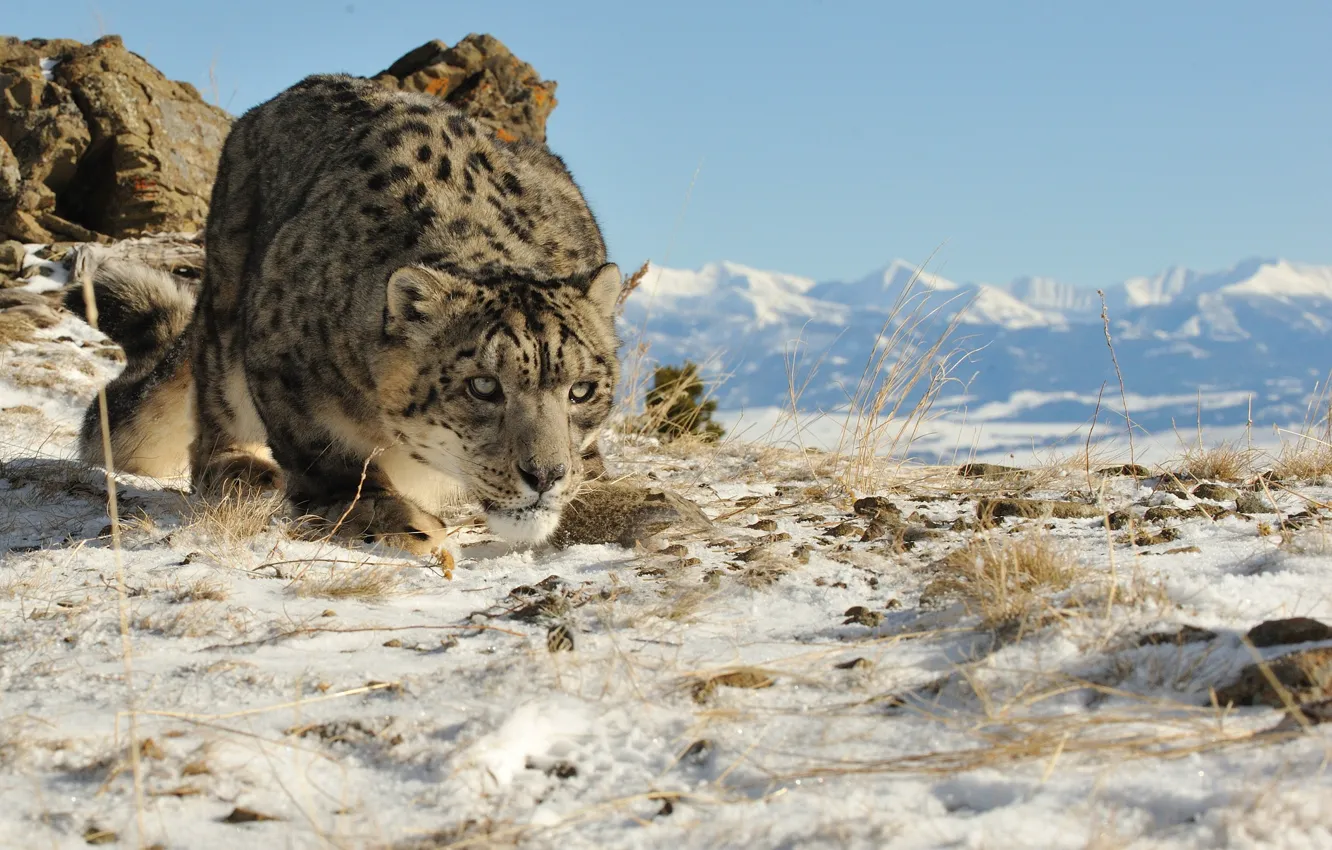 Photo wallpaper cat, look, snow, mountains, nature, IRBIS, snow leopard