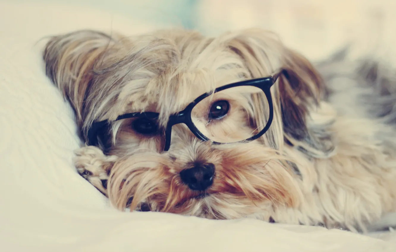 Photo wallpaper look, dog, glasses