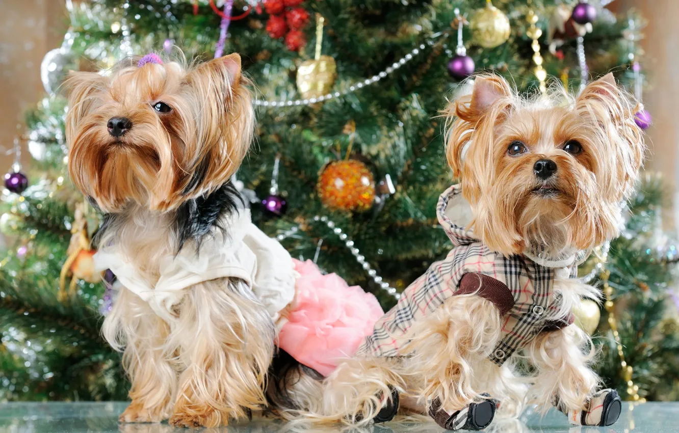 Photo wallpaper look, balls, clothing, new year, dog, dress, Christmas, costume