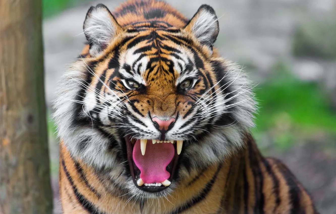 Photo wallpaper tiger, predator, mouth, grin