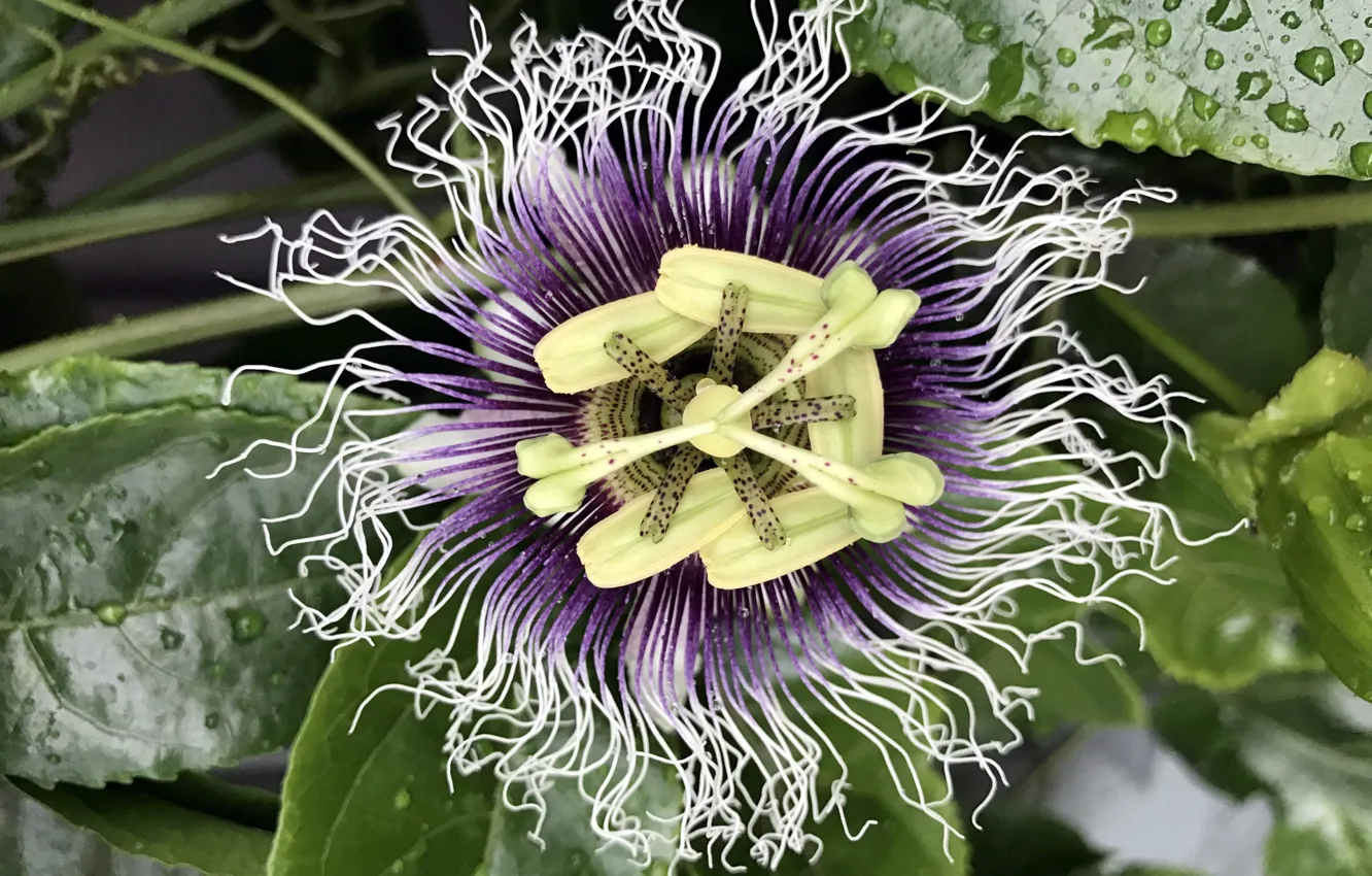 Photo wallpaper flowers, tropics, Passionflower