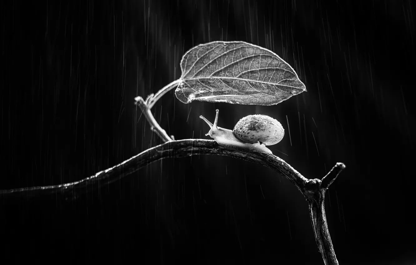 Photo wallpaper sheet, rain, snail, branch, rain, leaf, branch, snail