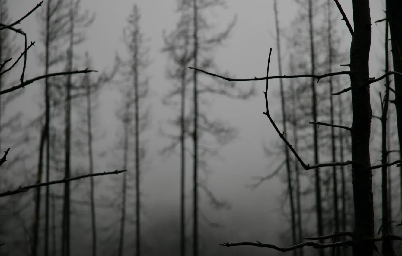 Photo wallpaper trees, fog, Branches