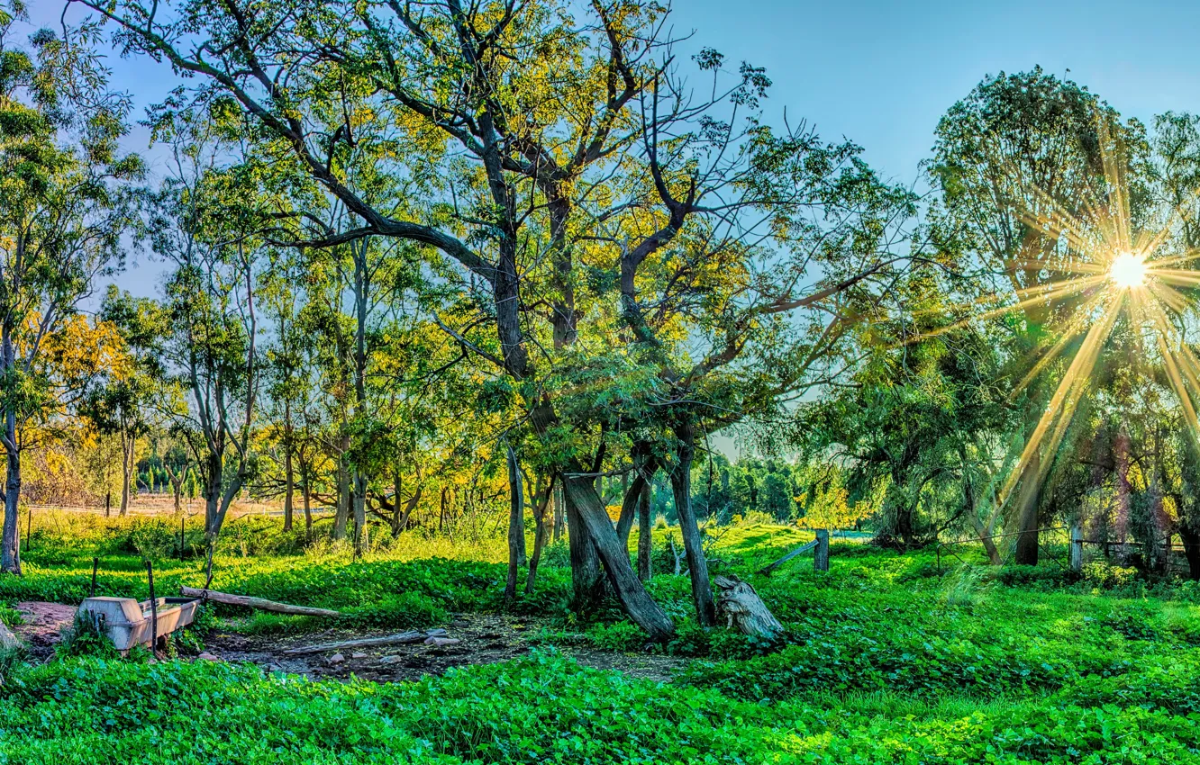 Photo wallpaper greens, forest, grass, the sun, rays, trees, Park, HDR