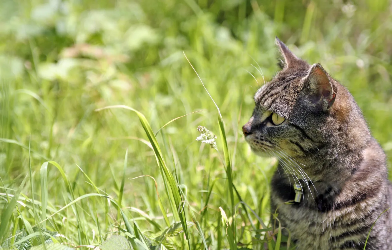 Photo wallpaper cat, grass, cat, macro, kitty, cat