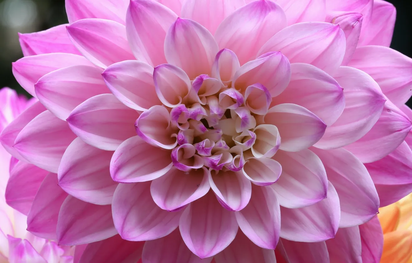 Photo wallpaper petals, buds, flowering, petals, dahlias, buds, blooms, Dahlia
