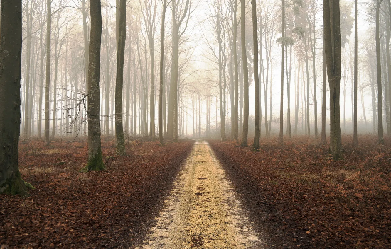 Photo wallpaper road, forest, landscape, nature, fog